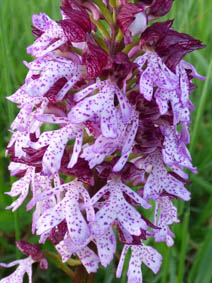 Orchis purpurea